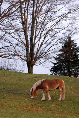 Nibbling by Gil Maker