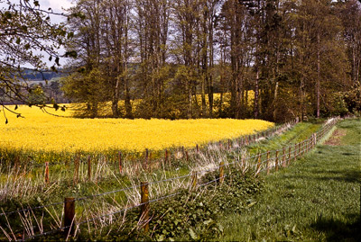 The Road Not Taken by George Wallace