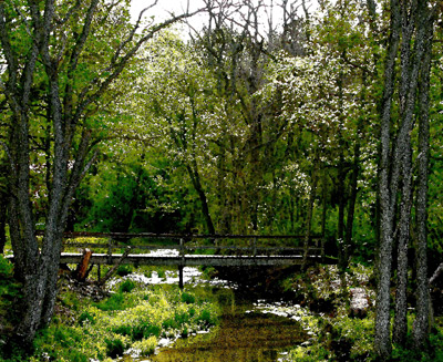 Bridge by Daniel P. Crozet