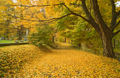 Yellow Leaf Road by Sheridan Vincent