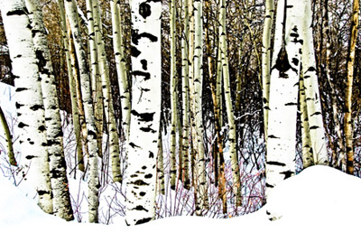 Aspens in Snow by George Wallace
