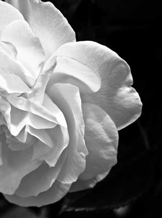 White Rose by George Wallace