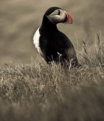 Puffin #1 by Gil Maker