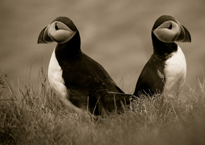 Puffin #3 by Gil Maker