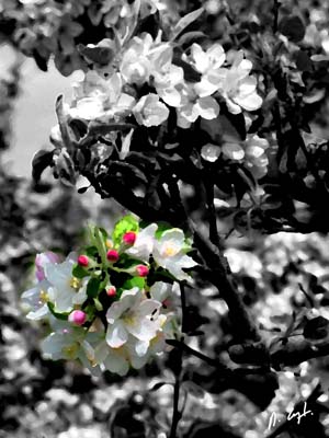 Apples by Daniel Crozet