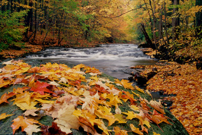 Autumn at Beaver Meado Creek by Sheridan Vincent