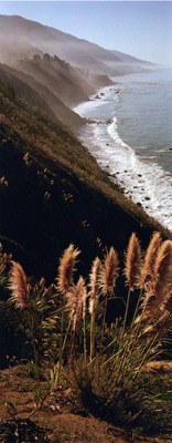 Big Sur with Pampass Grass by Phyllis Thompson