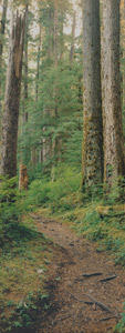 Sol Duc Trail by Phyllis Thompson