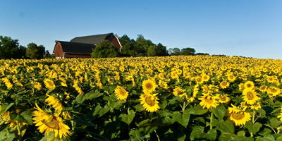 Sunflowers on Clover Street by George Wallace