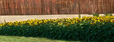 Sun on Sunflowers by George Wallace