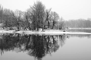 Danube Trees by Joel Krenis