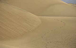 Desert Prints by Gil Maker