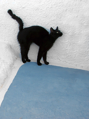 Santornini Cat by Dan Neuberger