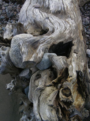 Driftwood by David Perlman