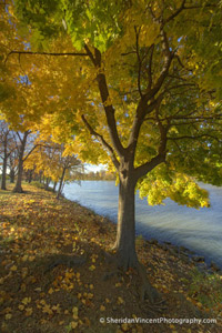 Along the Genesee UofR by Sheridan Vincent