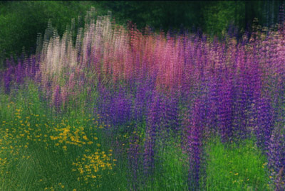 Field of Lupines by Phyllis Thompson