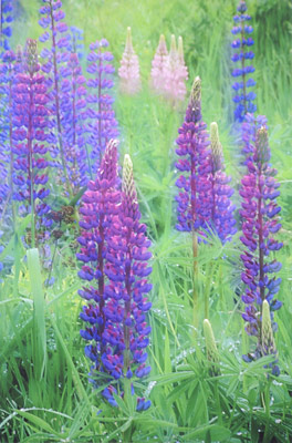 Lupines at Woodstock, VT