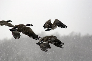 Geese by Cheryl Bennett