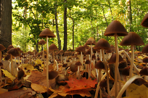 Hundreds of Mushrooms by Tom Barker
