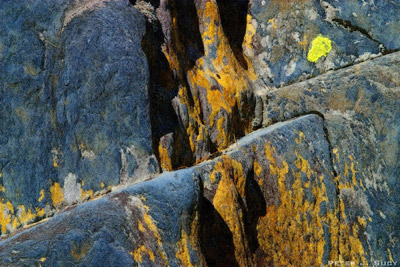 Lichen and Rocks by Peter Sucy