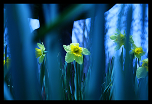 Under the Birdbath by Steve Tryon