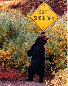 Soft Shoulders by Phyllis Thompson