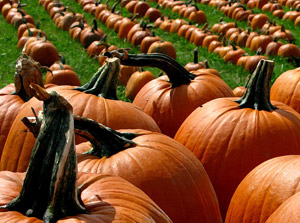 Pumpkins Army by Daniel P. Crozet