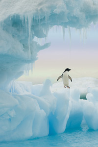 Adelie Penguin, Rainbow Sky and Icicles by Ted Tatarzyn