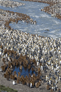 King Creche Pattern at the River Mouth by Ted Tatarzyn