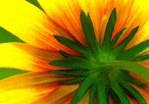 Rudbeckia by Bonnie Gamache