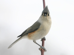 Tuft Titmouse by Larry Eldridge