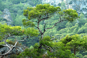 Aegean Trees by Joel Krenis