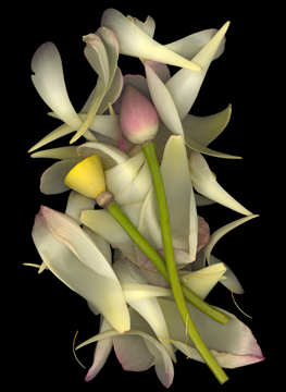 Lotus by Kitty Hubbard