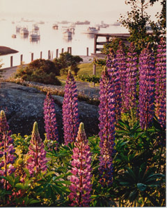 Lupines at Stonington by Phyllis Thompson