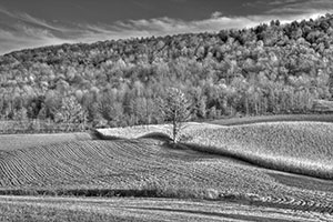 Tree by Rick Mearns