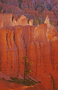 Bryce Canyon by Sheila Nelson