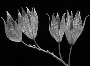 Caryopteris Incana by Susan C. Larkin