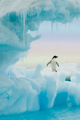 Adelie Penguin, Rainbow Sky and Icicles by Ted Tatarzyn