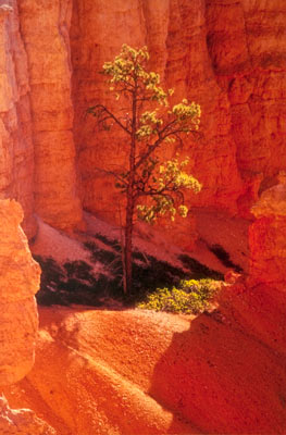 Lone Tree by Phyllis Thompson