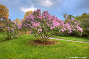 Lilac Pink by Sheridan Vincent