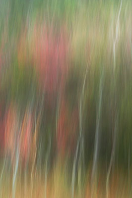 Autumn Woods by John Williamson