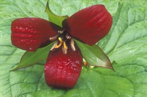 Red Trillium by Phyllis Thompson