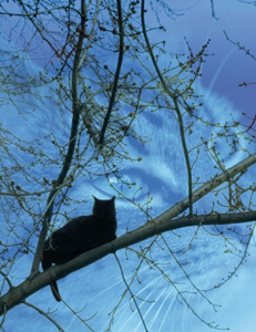 Tree Cat by David Perlman