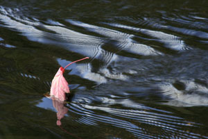 Arrested Leaf by John Williamson