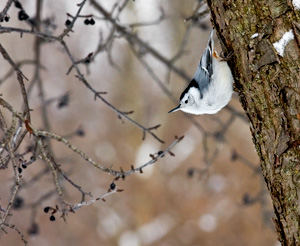 Nuthatch by Steve Malloy Desormeaux