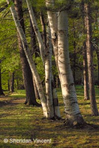 Birch Family by Sheridan Vincent