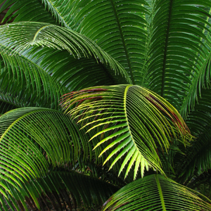 Ferns in the Garden by Dan Neuberger