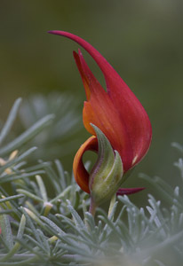 Flowering Crab by Lois Trieb