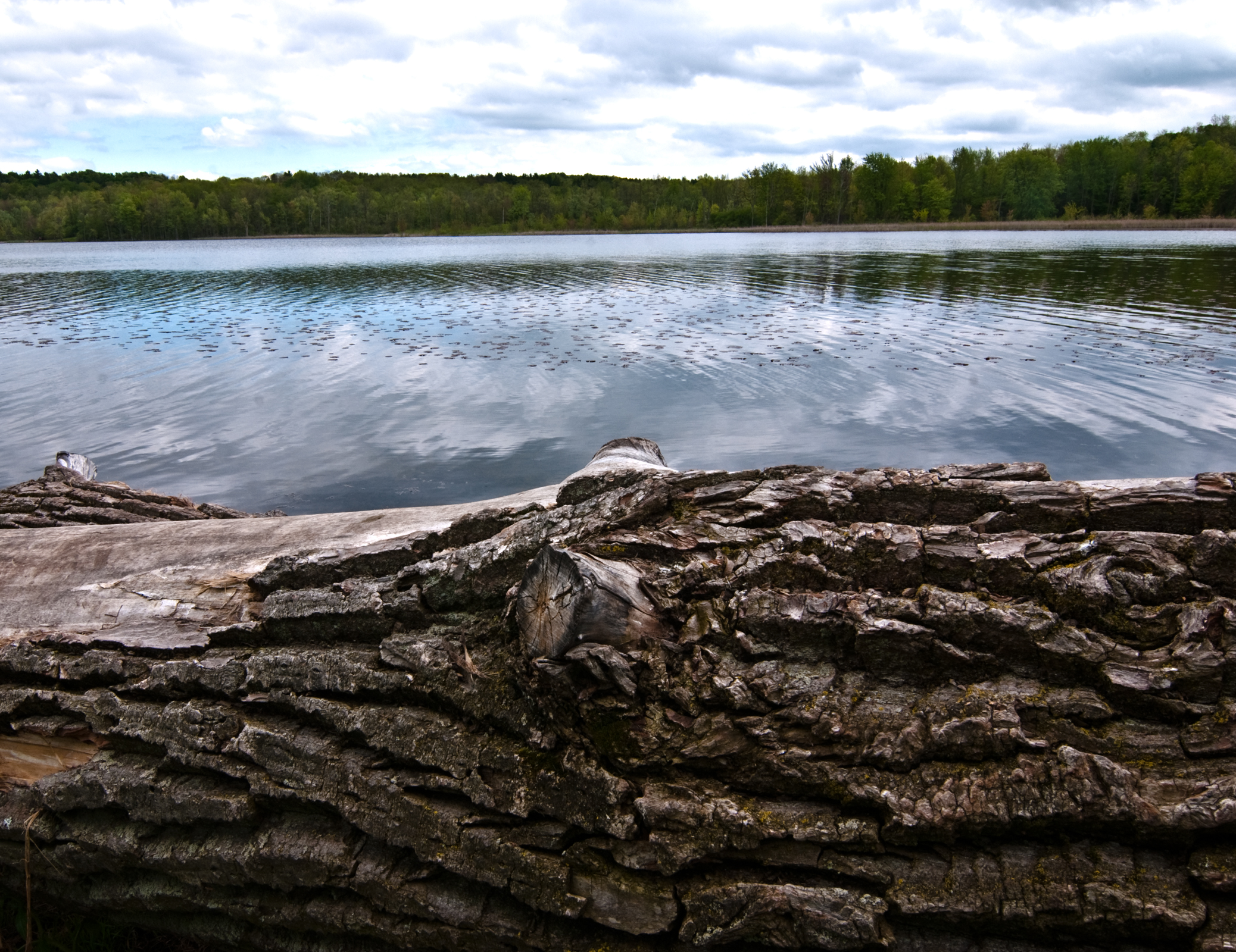 Mendon Ponds Park #2 by Steve Levinson