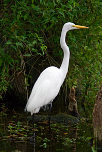 Everglades Egret by Joel Krenis